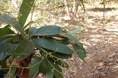 Phoebe lanceolata